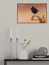 White-crowned wheatear Poster och Canvastavla
