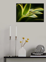 Bunglon - Little Green Lizard Poster och Canvastavla