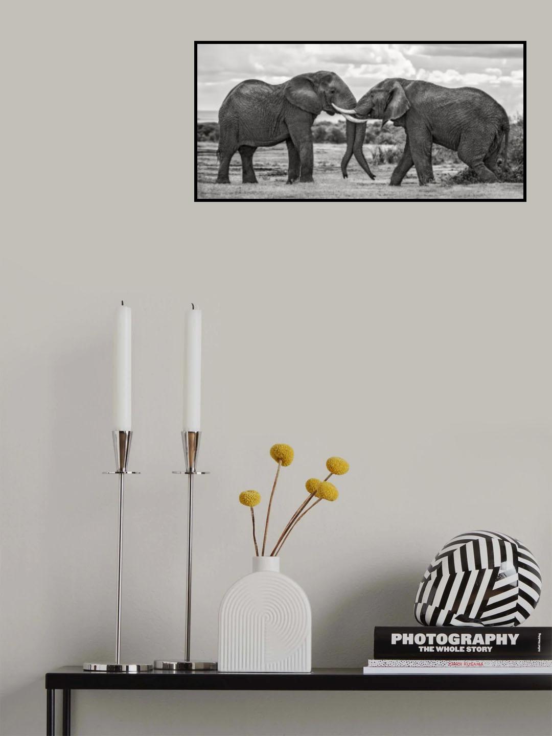 Bull elephants playing Poster och Canvastavla