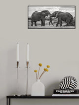 Bull elephants playing Poster och Canvastavla