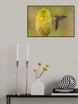 Himmigbird Poster och Canvastavla