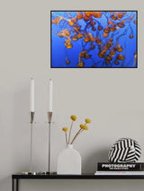 Swarm of Jellyfish Poster och Canvastavla