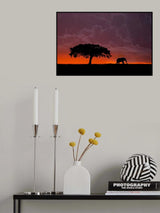 Elephant at sunset Poster och Canvastavla