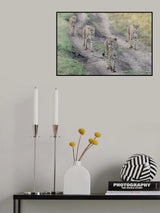 Cheetah's Gang Poster och Canvastavla