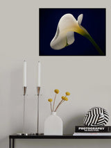 CALA (I) Poster och Canvastavla