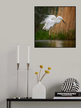 One food dancer Poster och Canvastavla