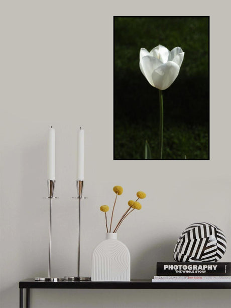 white tulip close up Poster och Canvastavla
