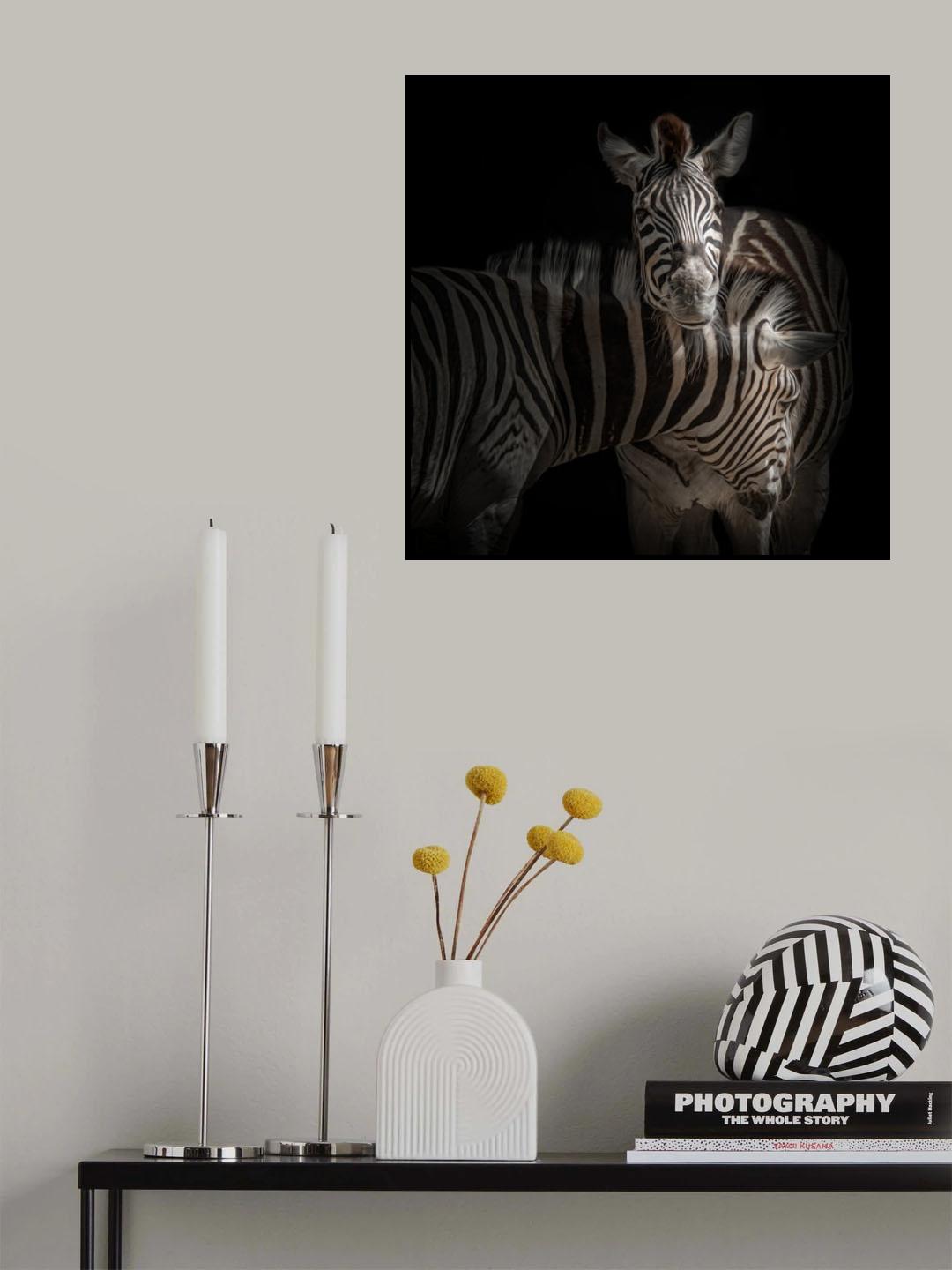 ... Zebra Poster och Canvastavla