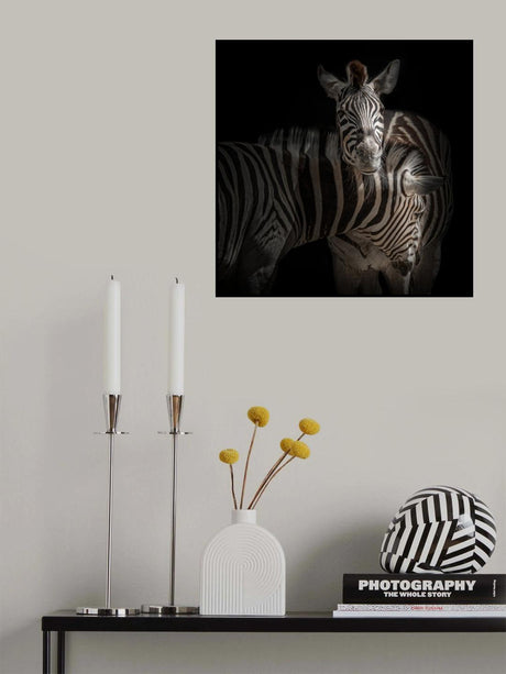 ... Zebra Poster och Canvastavla