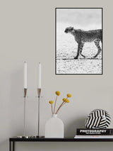 Cheetha Poster och Canvastavla