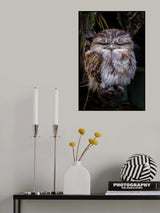 Grumpy Little Guy Poster och Canvastavla