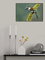 Black-billed mountain toucan Poster och Canvastavla