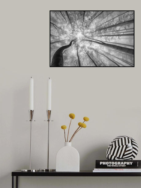 Spring crown of trees Poster och Canvastavla