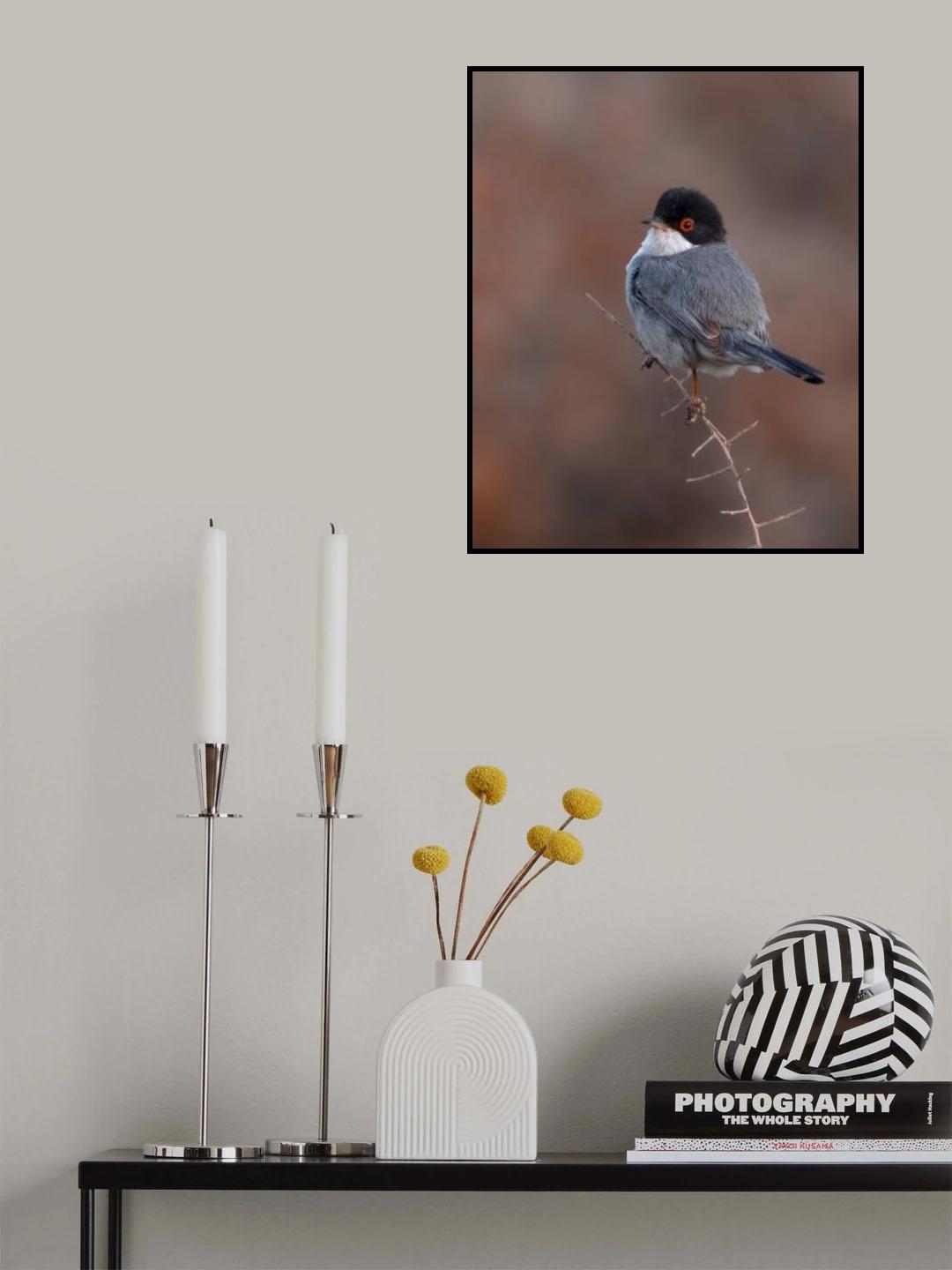 PORTRAIT OF A SARDINIAN WARBLER Poster och Canvastavla