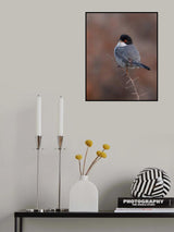 PORTRAIT OF A SARDINIAN WARBLER Poster och Canvastavla