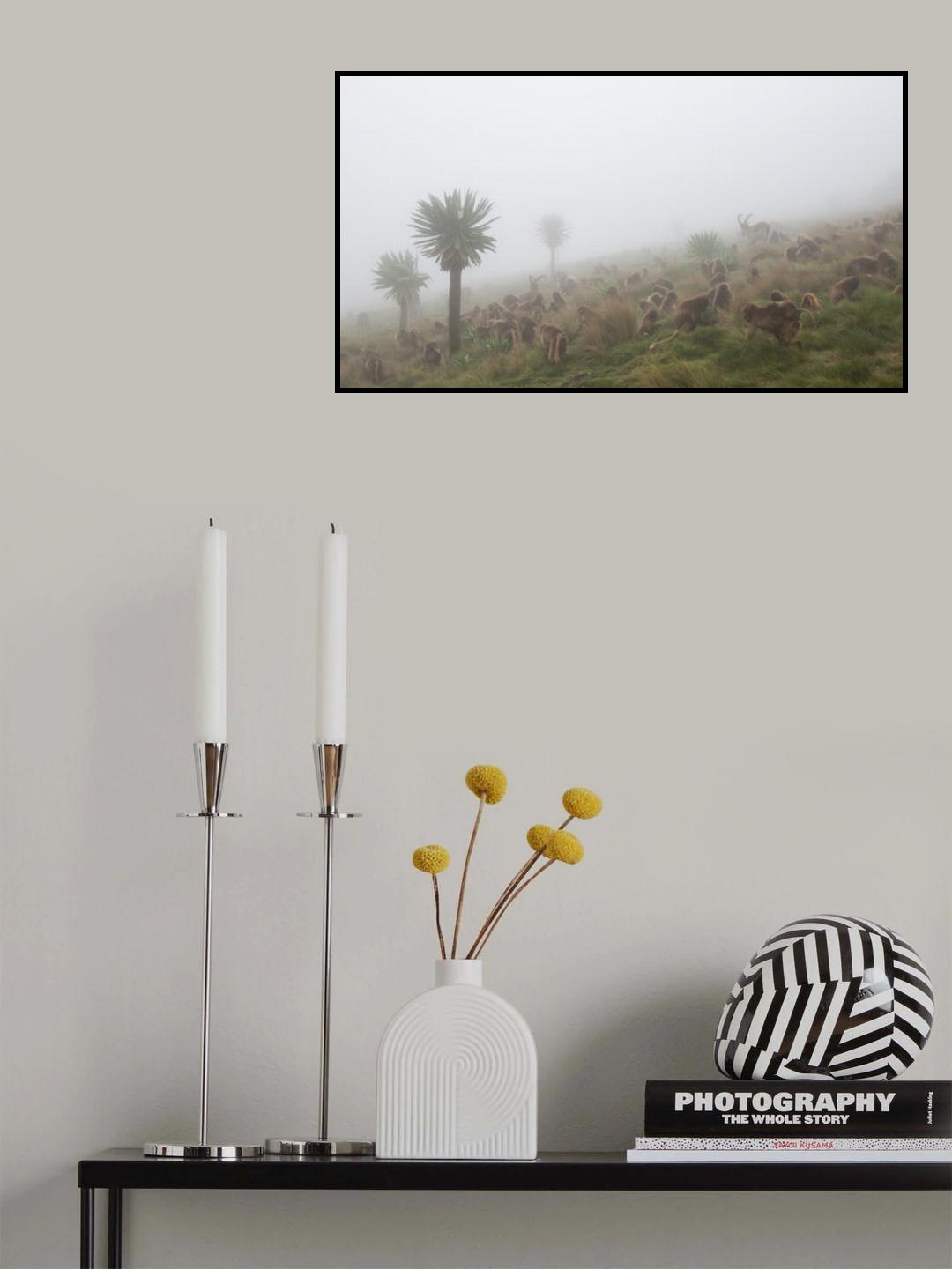 walia ibex into a gelada troop Poster och Canvastavla