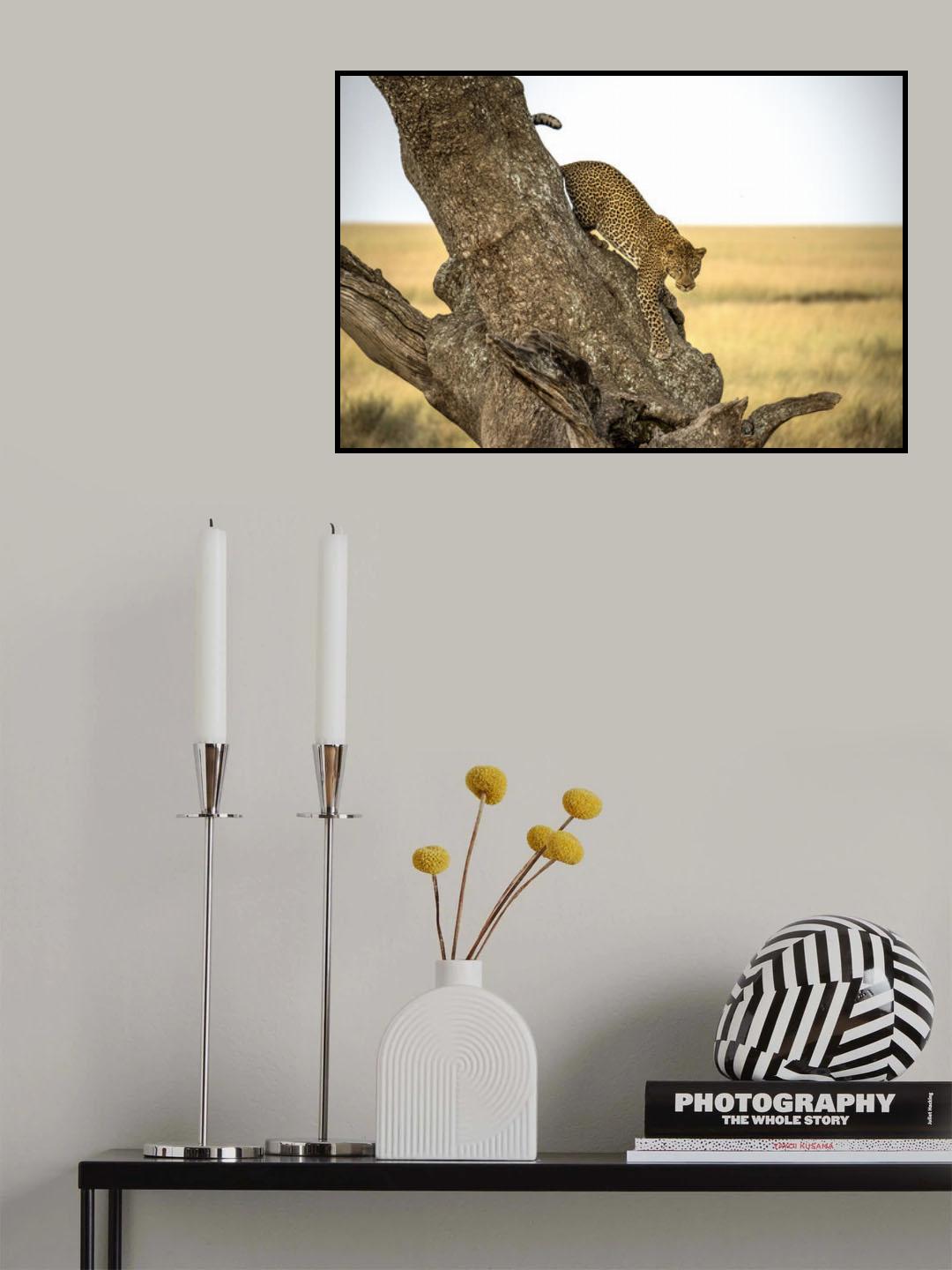 Leopard - Serengheti, Tanzania Poster och Canvastavla