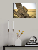 Leopard - Serengheti, Tanzania Poster och Canvastavla
