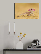 Secret toadhead agama Poster och Canvastavla