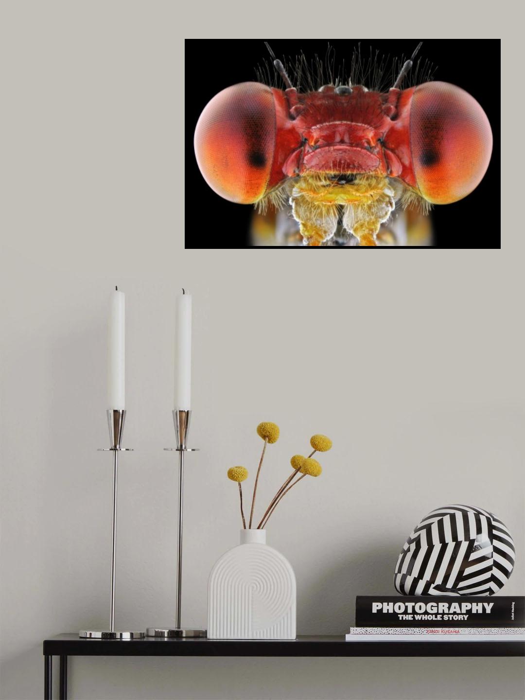 Amphiagrion saucium Poster och Canvastavla