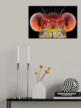 Amphiagrion saucium Poster och Canvastavla