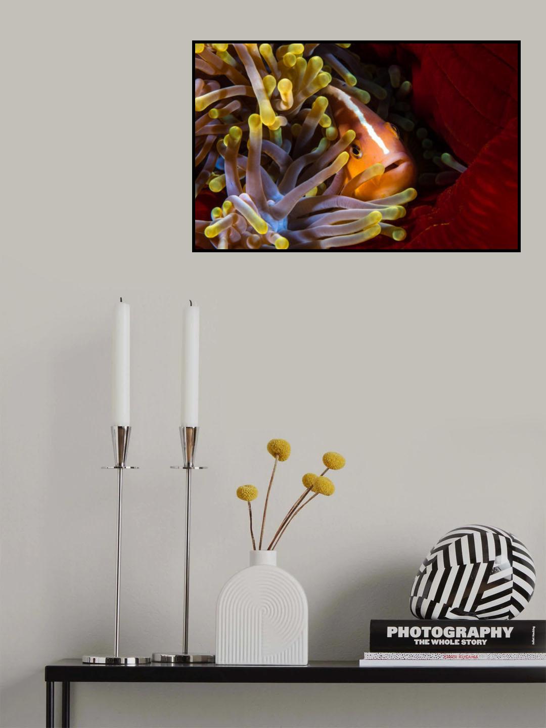 Skunk clownfish Poster och Canvastavla