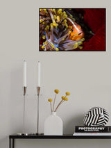 Skunk clownfish Poster och Canvastavla