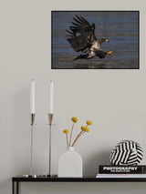 Bald eagle hunting Poster och Canvastavla