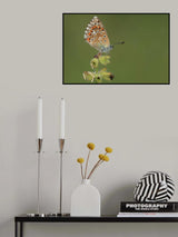 Adonis Blue Poster och Canvastavla