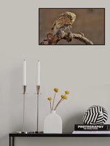 Little Owl Poster och Canvastavla
