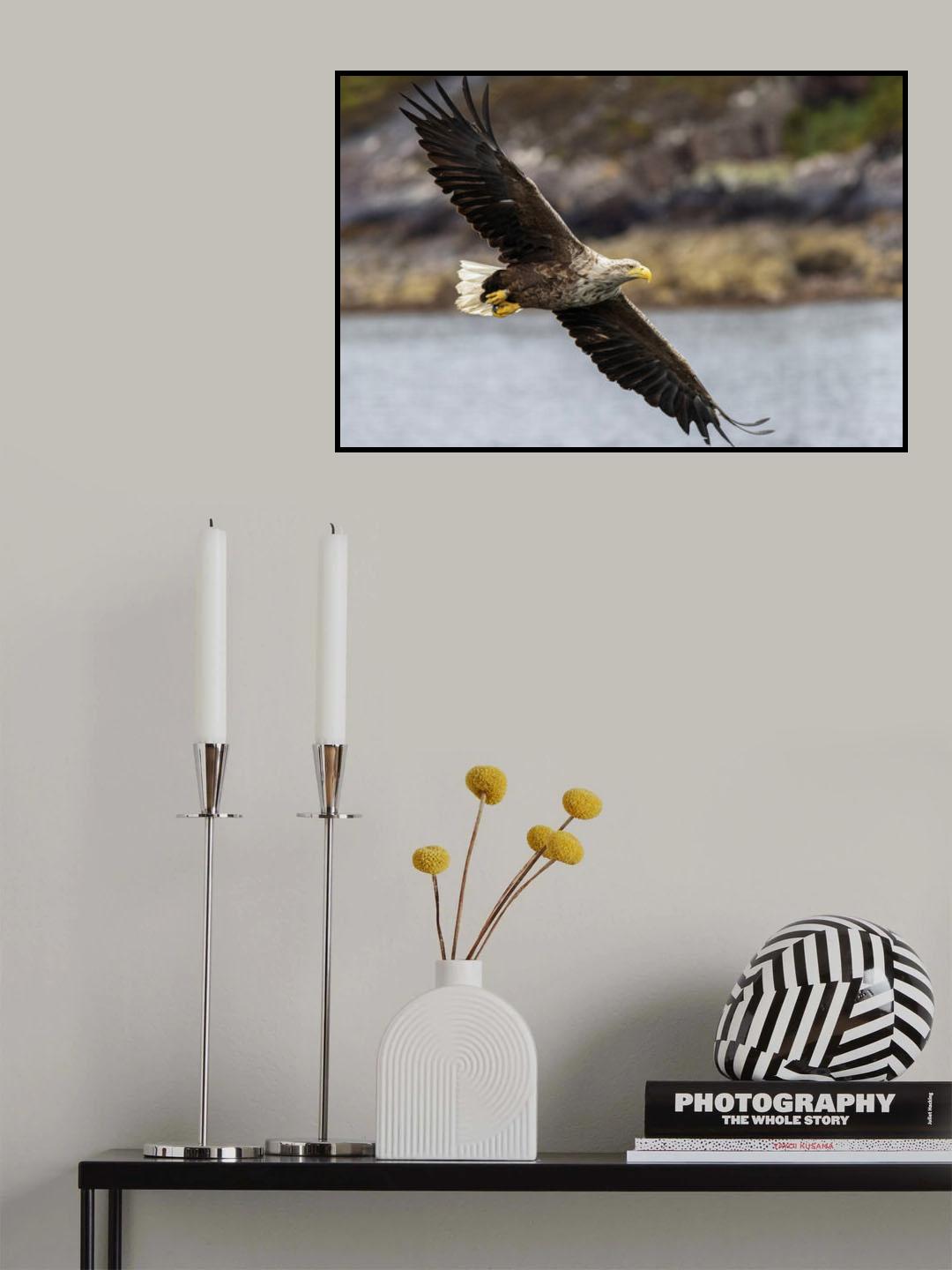 Fly eagle fly Poster och Canvastavla