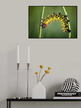 Balancing act Poster och Canvastavla