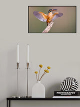 Kingfisher Poster och Canvastavla