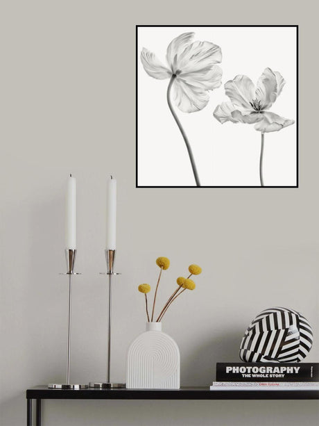 Same tulip : front- and backview Poster och Canvastavla