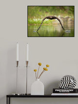 White-tailed eagle Poster och Canvastavla