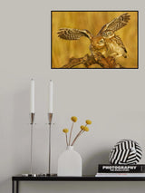 Little Owls Poster och Canvastavla