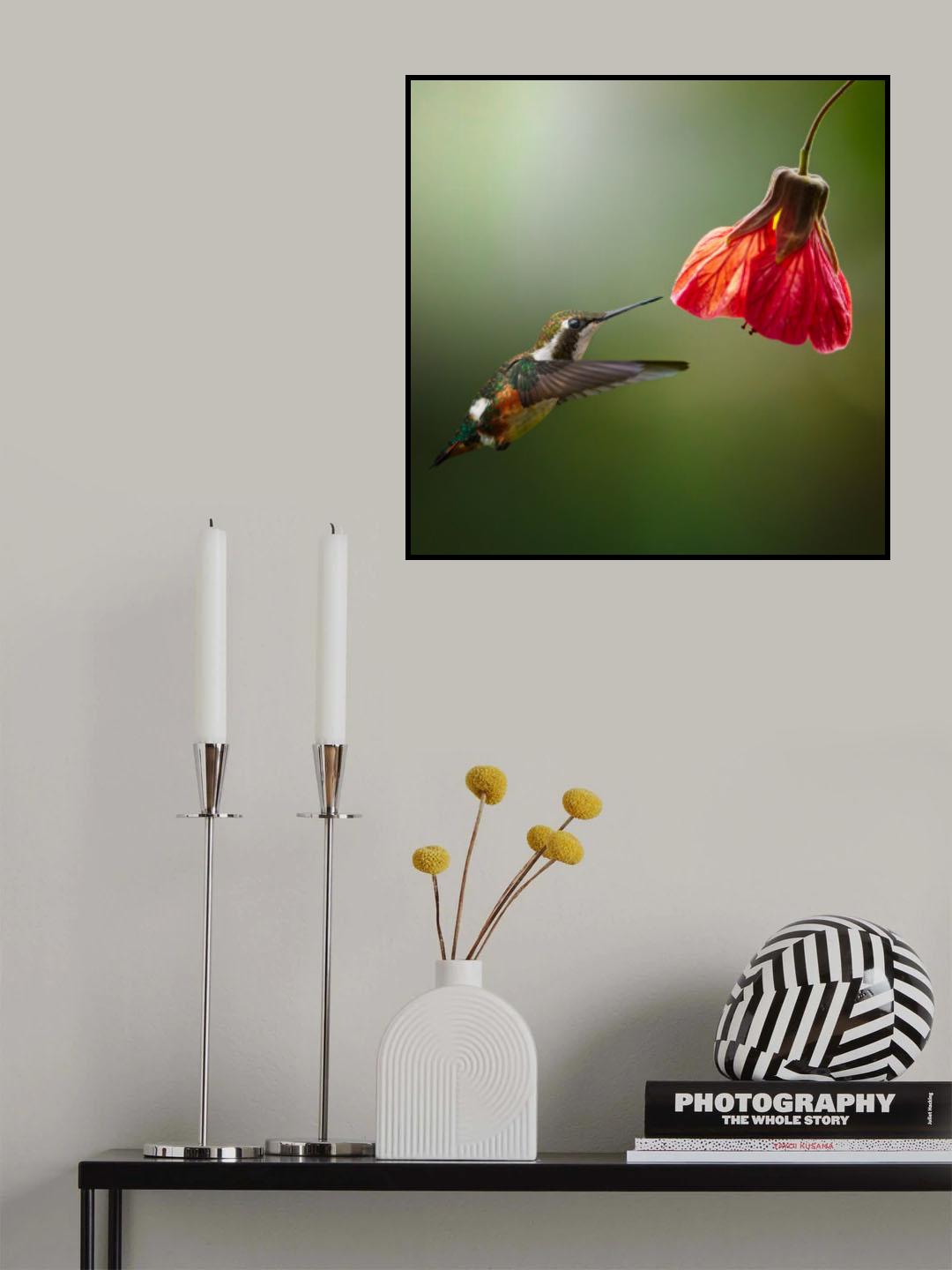 Chaetocercus Mulsanti (Colibrí de Mulsant) Poster och Canvastavla
