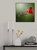 Chaetocercus Mulsanti (Colibrí de Mulsant) Poster och Canvastavla