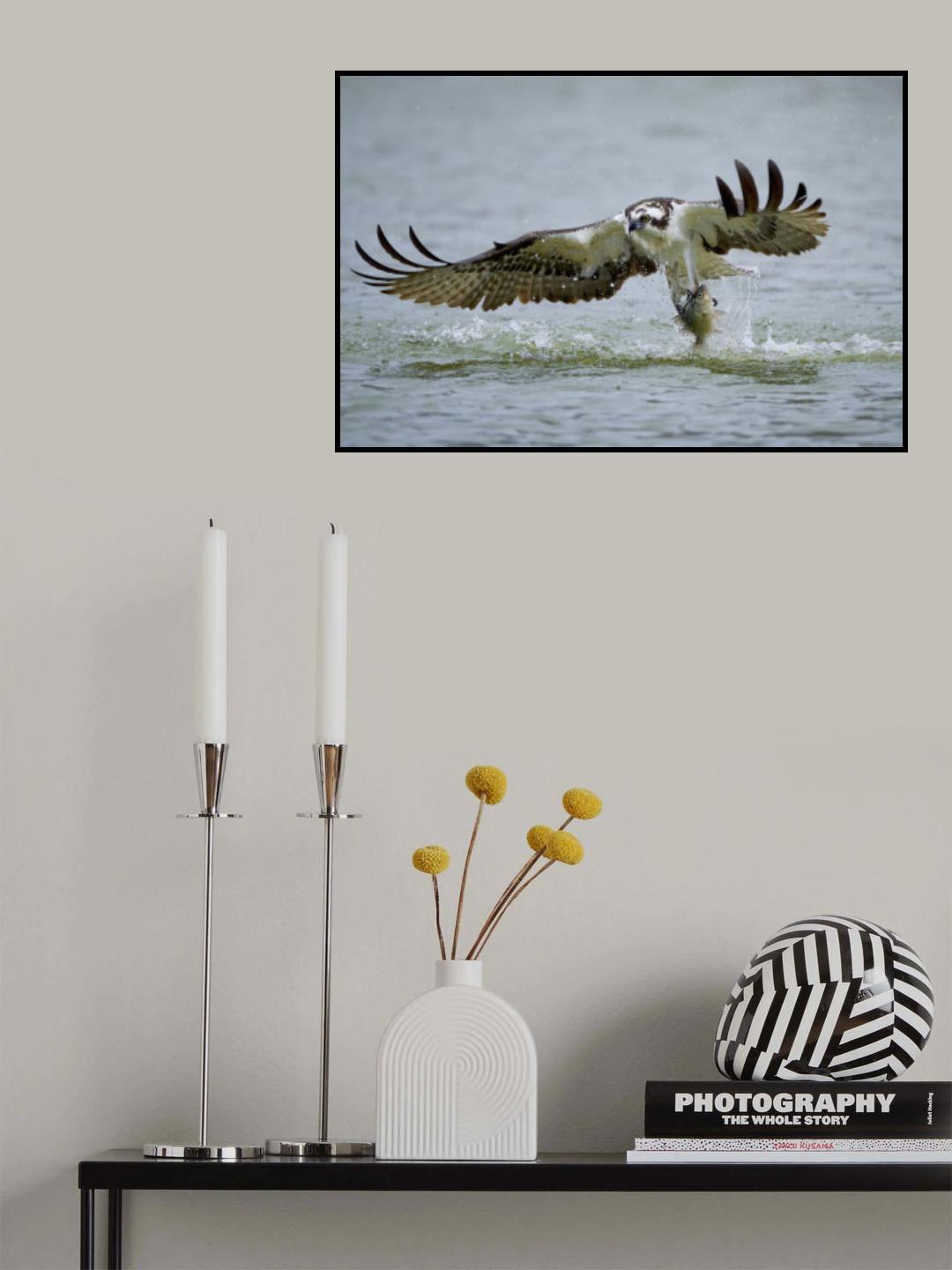 Osprey with catch Poster och Canvastavla