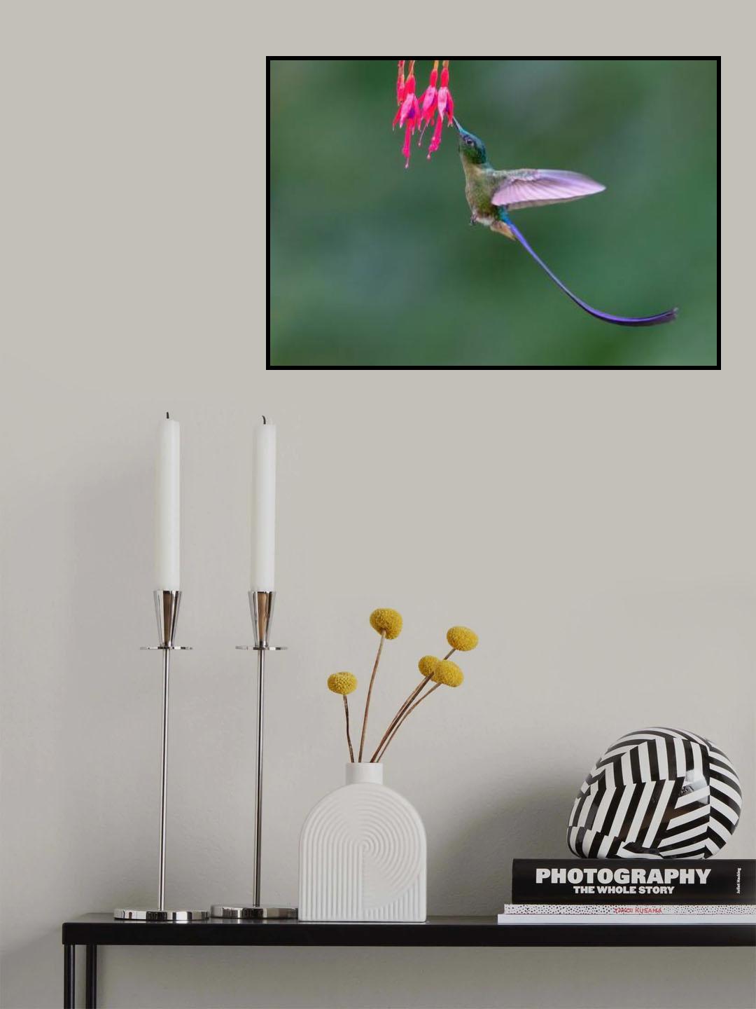 Hummingbird Violet-tailed sylph Poster och Canvastavla