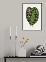 Calathea Veitchiana Leaf Illustration Poster och Canvastavla