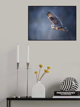 Short-eared Owl Poster och Canvastavla