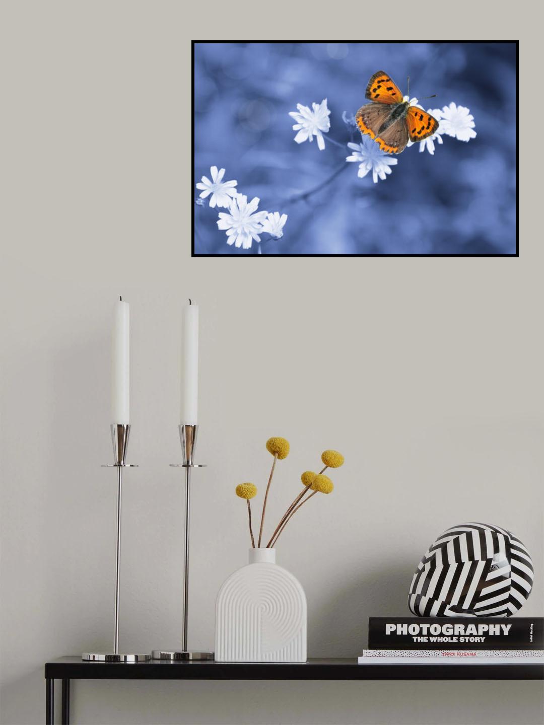 Lycaena phlaeas Poster och Canvastavla
