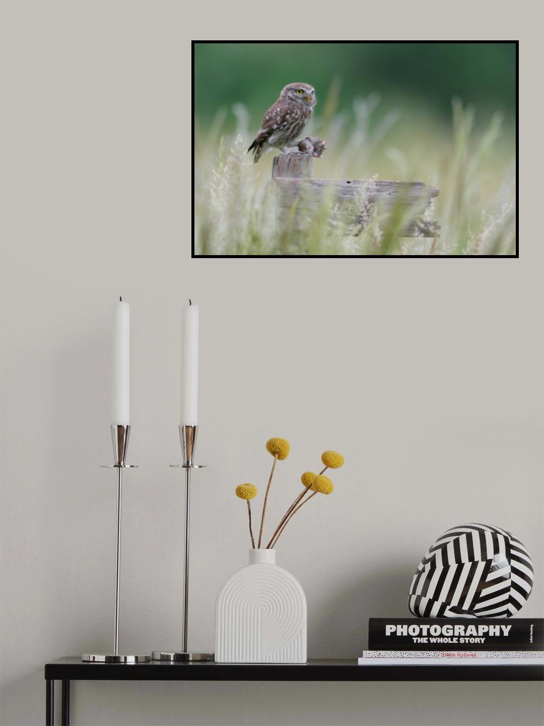 Little owl with meal Poster och Canvastavla