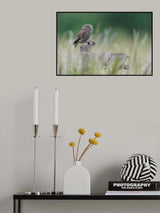 Little owl with meal Poster och Canvastavla