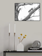 High key Leopard Poster och Canvastavla