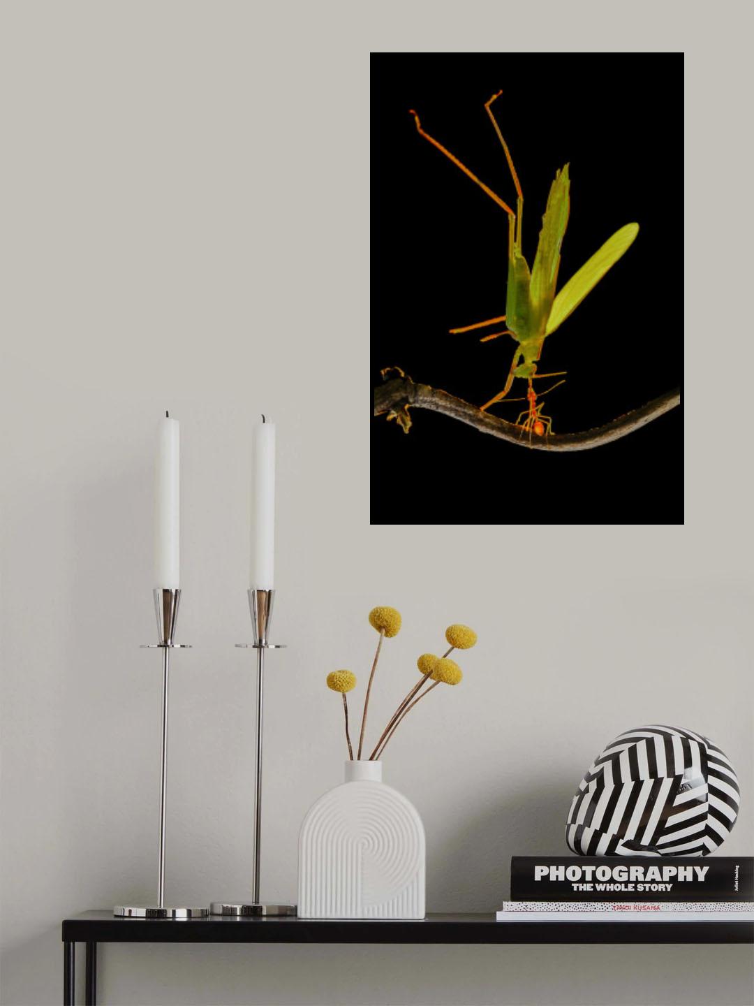 Super Ant Poster och Canvastavla