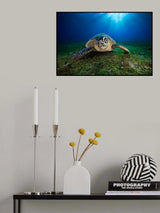 Green turtle Poster och Canvastavla