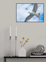 flying seagull Poster och Canvastavla