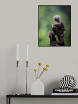 Marmoset Poster och Canvastavla